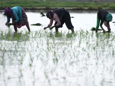 Weakest monsoon since 2015 prompts ICRA to cut FY27 farm growth forecast