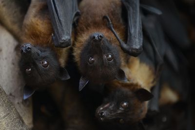 Rabid Bat Bites Person at Cal Poly Humboldt in County's Fourth Rabies Exposure Needing Treatment in Two Months
