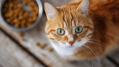 Does your cat eat the same food every day? New test finds 122 contaminants, nearly 28 times more mercury in some