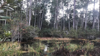 Florida approves $72.6M to protect 10,770 acres, including wildlife and farmland