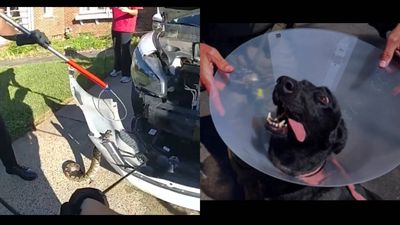 3-ft python in car, runaway pig, knife-wielding crab: 5 strange stories from US you missed