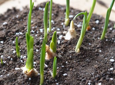 The Best Garlic Planting Window Before Winter Sets In