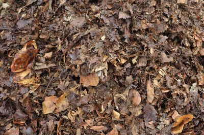 Leaf Mulch Uses That Feed Garden Soil All Winter