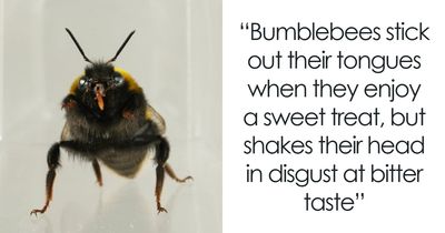 50 Random Animal Facts That Are So Fascinating You Might Lose Track Of Time Reading Them All (New Pics)