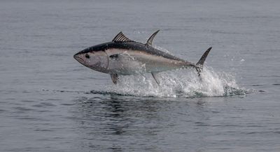 Country diary: The breathtaking sight of a tuna taking flight in British waters