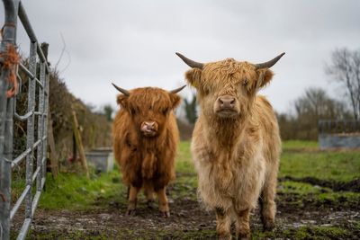 Setting the moo-d: Why cuddly Highland cows are taking over our interiors