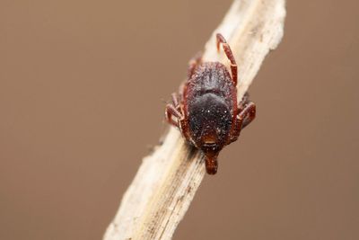 UK heatwaves help deadly fever ticks survive, public health experts warn