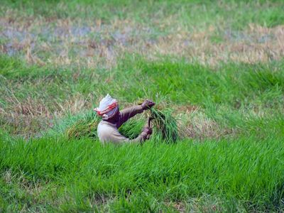 Drought, fodder crisis push Latur farmers to harvest sugarcane for cattle feed