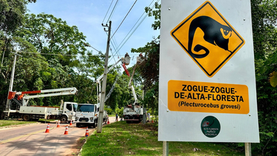 Eight Amazon rope bridges logged 15,000 wildlife crossings with zero roadkill in Brazil