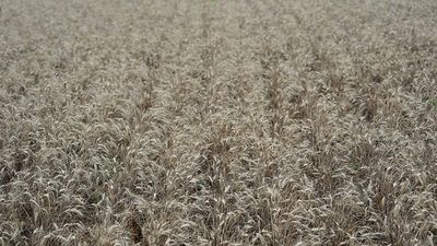 Seventeen EU leaders press Irish presidency to protect farm funding in next budget