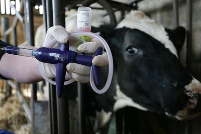 British farms hit by record bluetongue outbreak after heatwave summer