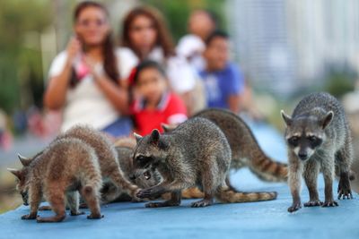 Rabid Raccoons Trigger 60-Day Alerts in Orange Park and Stuart as Pet Owners Are Urged to Update Shots