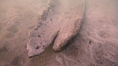 Wisconsin diver finds 17-foot canoe underwater, radiocarbon dating puts it at 1,000 years