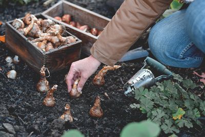 Bulbs That Need Chilling Time Before Spring Blooms