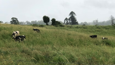 Queensland dairy farmer opened four campsites after drought forced her family to sell 40 cows