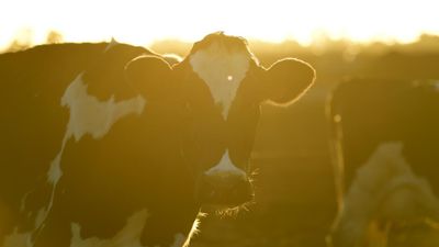 Farmers want slasher taken to length of daylight saving
