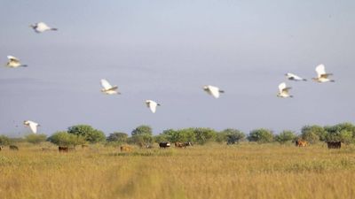O'Connor ranching legacy began in 1834; 6,409 acres of Texas prairie protected 191 years later