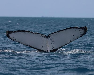 Whales on Australia’s ‘humpback highway’ are at growing risk of injury from boat and propeller strikes