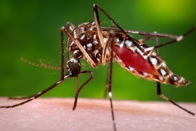 This state’s dengue outbreak is now the largest in the US in decades