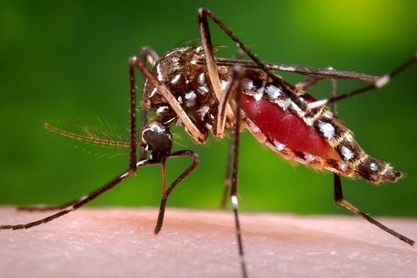 This state’s dengue outbreak is now the largest in the US in decades