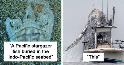 62 Ocean Discoveries That Are Equal Parts Fascinating And Unsettling