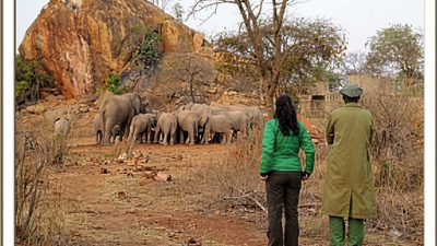 Kristin Davis helped rescue an orphaned elephant in Kenya; years later, Chaimu returned