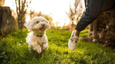 Farmer turns £300 sheep field into £400-a-week dog park