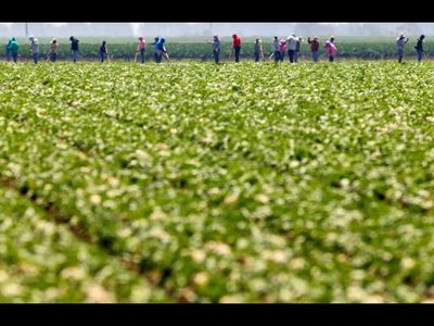 Lettuce probe into largest foodborne illness outbreak of parasite in US history: Mexico's Health Ministry investigation finds shocking results