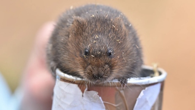 Britain restored water vole habitat with 20 ponds, 26,000 trees and 15 hectares of wildflowers