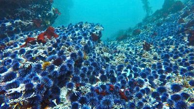 California Sanctuary is removing purple sea urchins to help restore kelp