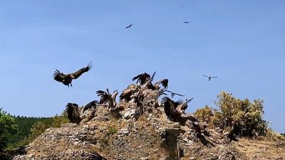 Reintroduction of vultures to France causes friction with farmers