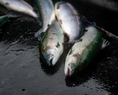 Lack of inspections at fish slaughterhouses a ‘disgrace’, says Animal Equality UK