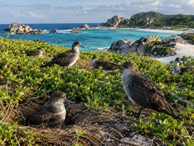 On rat-free D’Arros Island, scientists counted 2,768 wedge-tailed shearwater pairs in 2016, nearly 10 times the 2009 estimate