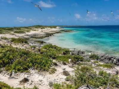 After Klein Curaçao removed goats and feral cats and restored habitat, nesting birds climbed from 140 pairs of one species in 2002 to around 650 across multiple species in 2022 as eight more species began breeding