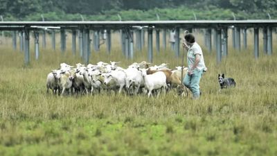 New Jersey teacher turns sheep into solar field workers, growing flock to 450