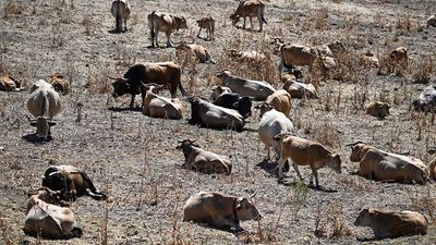 France struggles to fund farm climate adaptation as losses mount