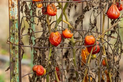 What to Do With Tomato Plants After the Final Harvest