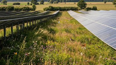 Solar Parks Boost Biodiversity: Field study finds species thrive under panels; rules lag science
