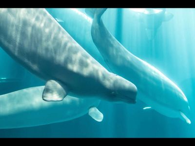 Whales survived brink of extinction in 19th and 20th centuries but then comes the biggest mystery yet to be solved