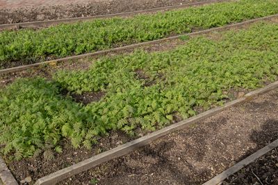 The Best Cover Crops to Sow Before Winter Arrives