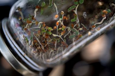 Alfalfa Sprout Outbreak Grows to 76 E. coli and Salmonella Illnesses in 16 States as Seed Recalls Widen