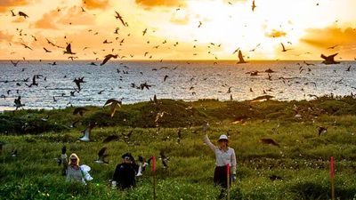 Australia funds more than $1 million to rebuild nesting habitat for seabirds