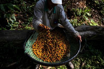 What NOAA's 75% El Niño Probability Means for Coffee, Food, and Remittances Across Latin America