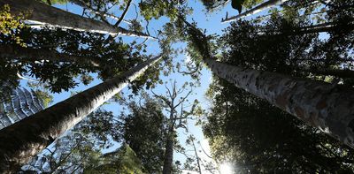 Kauri dieback threatens more than trees: it could change how much carbon forests store