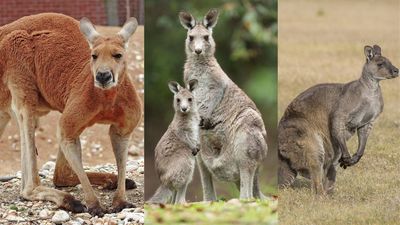 Australia once paid bounties to kill kangaroos; up to 27 million marsupials died