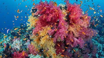 Coral reefs are bleaching in extreme heat. Could underwater umbrellas save them?
