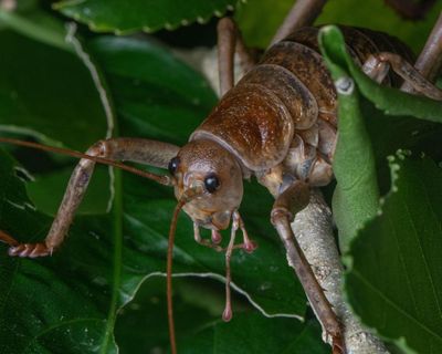 ‘The future is bright’: breeding programme brings world’s heaviest insect back from the brink