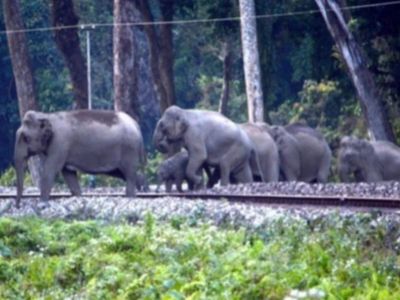 255 elephants saved from train collisions: How Railways is using 'Plan Bee' to keep elephants off tracks