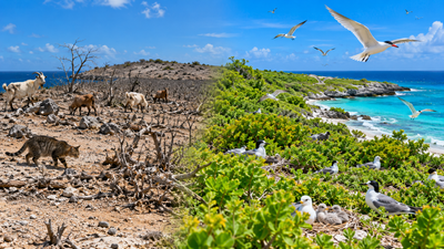 Klein Curaçao restored native plants after removing goats and cats, aiding nine bird species