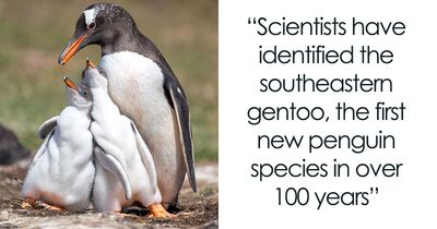 Scientists Stun The World By Identifying A Brand-New Penguin Species After Over 100 Years